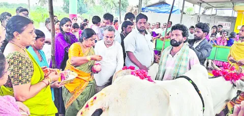 భక్తిశ్రద్ధలతో గో తులాభారం 