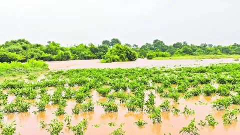 వేల ఎకరాల్లో పంట నష్టం 
