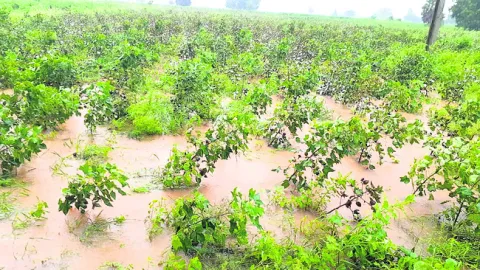 చేలలో కన్నీళ్లు 
