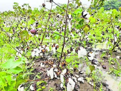 దిగుబడి రాక, మద్దతు లేక
