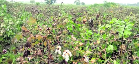 తుపాన్తో తీవ్ర నష్టం