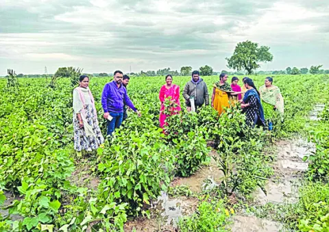 సేంద్రియ సాగుతో ప్రకృతి వైపరీత్యాల నుంచి రక్షణ 