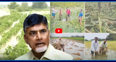 Chandrababu Govt Negligence On Farmers 1