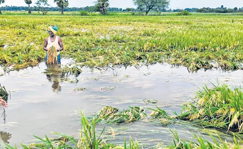 Cyclone Montha effect: Crop damage in nearly 15 lakh acres in AP