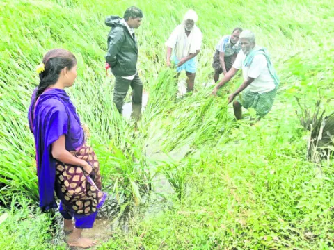 పంట నష్ట నివారణ చర్యలు ఇలా 