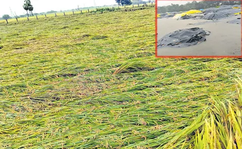 Cyclone Montha caused severe damage to crops