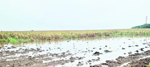 రైతన్నకు కన్నీరే దిక్కు..!