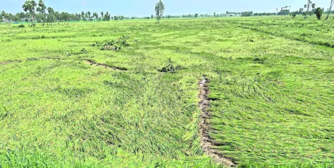 మోంథా.. గుండెకోత 