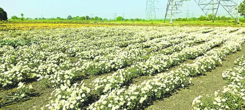 విరుల తోట.. సిరుల పంట