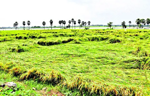 చేయి దాటిన పంటలు