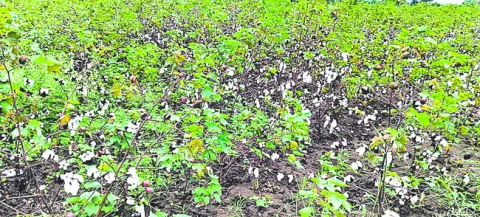 పత్తిని ముంచిన మోంథా