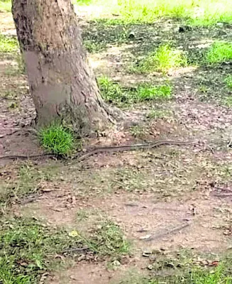 రెండు దశాబ్దాల క్రితం ఏర్పాటు
