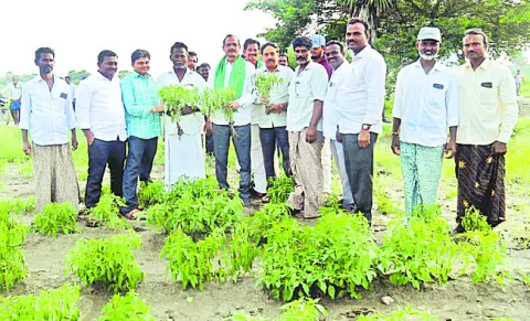 నిష్పక్షపాతంగా పంట నష్టం అంచనా వేయాలి 