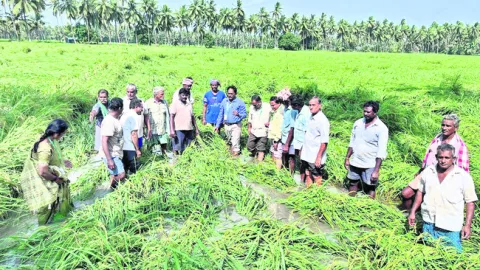 రైతులు జాగ్రత్తలు పాటించాలి 