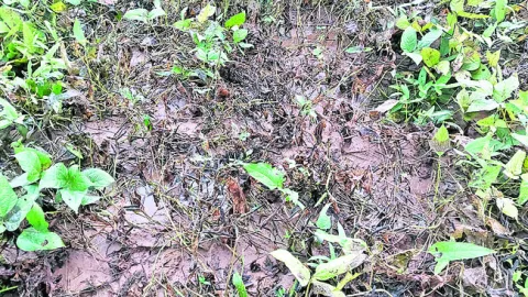 అపరాలకు దెబ్బ 