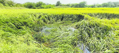 పంటలన్నీ వర్షార్పణం