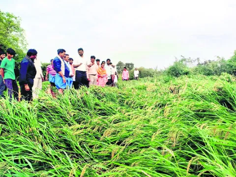సమీకృత సాగుపై దృష్టి పెట్టాలి