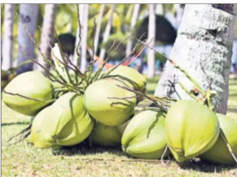 అంబాజీపేట కొబ్బరి మార్కెట్