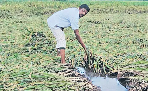 Cyclone Montha effect: Crop damage in lakhs of acres in Andhra Pradesh