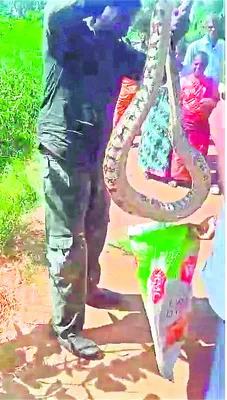 చేపల వలలో  భారీ కొండచిలువ