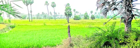 సన్నా