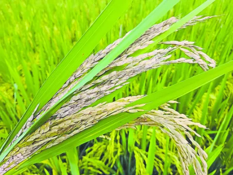 వరికి