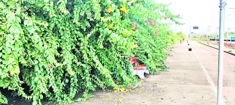 పూల మ