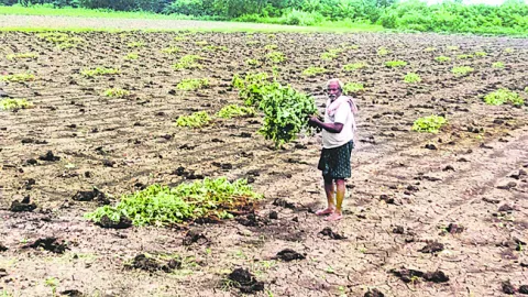 రైతుకు వి‘పత్తి’ 