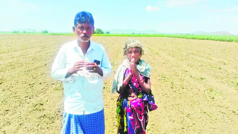 పత్తిపై విద్వేష కత్తి