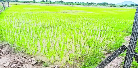 జవాన్