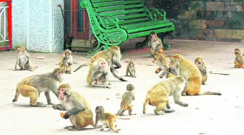 కోతుల