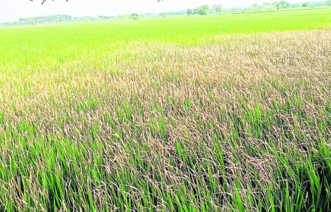 ఆశలు ఆవరి