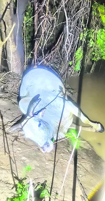 వాగులో కొట్టుకుపోయిన ఎడ్లబండి