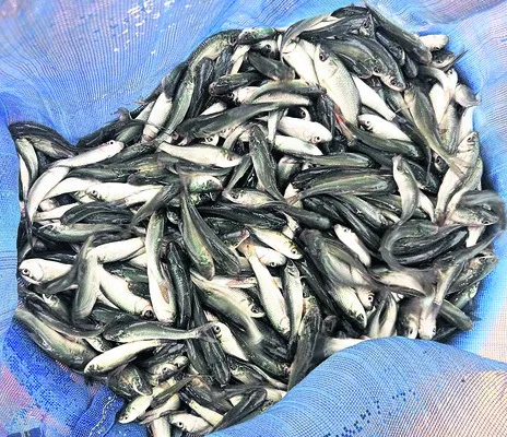 చేపపిల్లల పంపిణీకి రంగం సిద్ధం