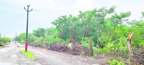 అడ్డగోలుగా చెట్ల నరికివేత