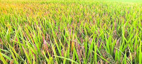 అన్నదాతకు వరుణ గండం