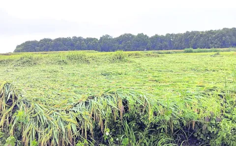 వరుణుడి ప్రకోపం.. రైతన్నకు నష్టం