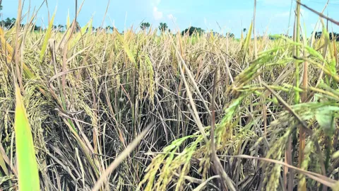 చేతికొచ్చిన చేనుకు దోమ పోటు