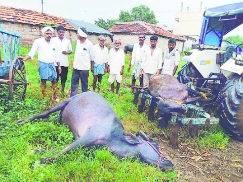 నెలలో 20 పాడి గేదెలు మృతి