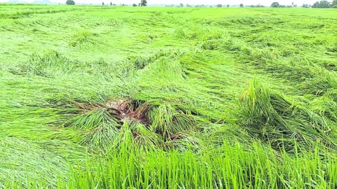   భార