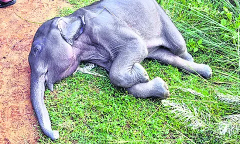 ఏనుగు