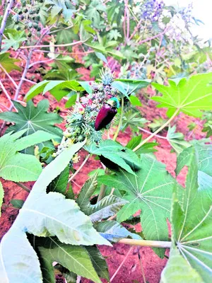 అదిగదిగో జీరంగి 