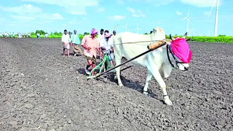 ●ఒంటెద్దు కళ్లకు గంతలు కట్టి.. పదెకరాల్లో శనగ సాగు 