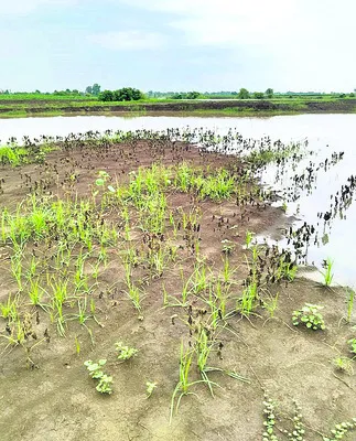 ముంచి