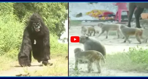 Farmers Wearing Gorilla Dress To Save Their Crop From Monkeys 1