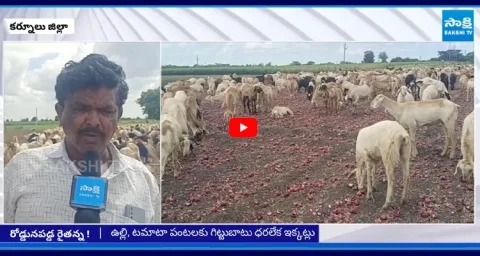 Onion And Tomato Farmers Fire On Chandrababu Govt 1