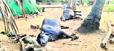 బడుగు