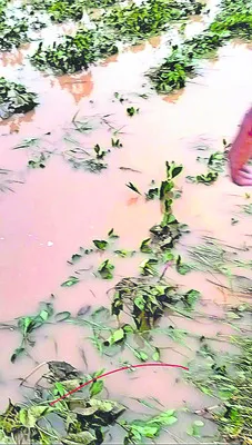 పత్తి