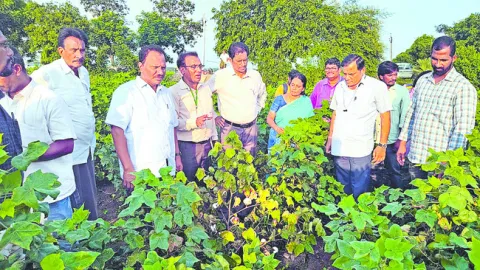 పత్తి