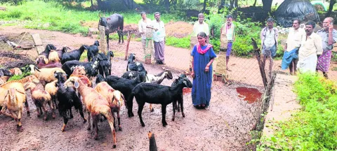 మంద నుంచి 50 గొర్రెల అపహరణ 